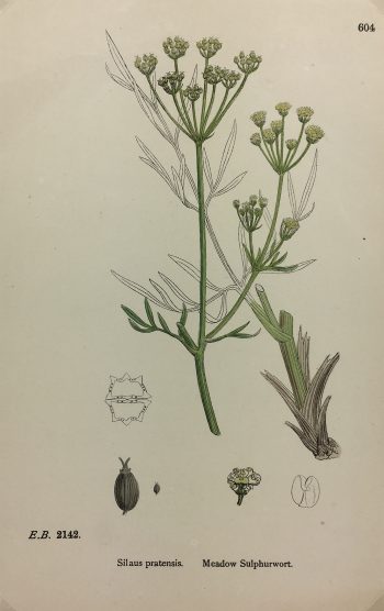 Botanical Print - Grass, E. B., c.1870