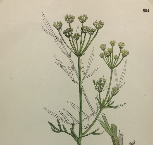 Botanical Print - Grass, E. B., c.1870