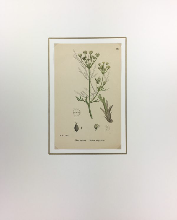 Botanical Print - Grass, E. B., c.1870
