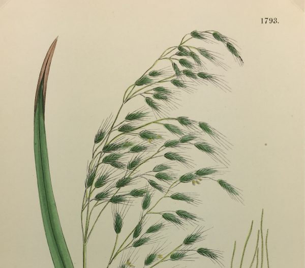 Botanical Print - Grass, E. B., c.1870