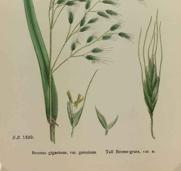 Botanical Print - Grass, E. B., c.1870