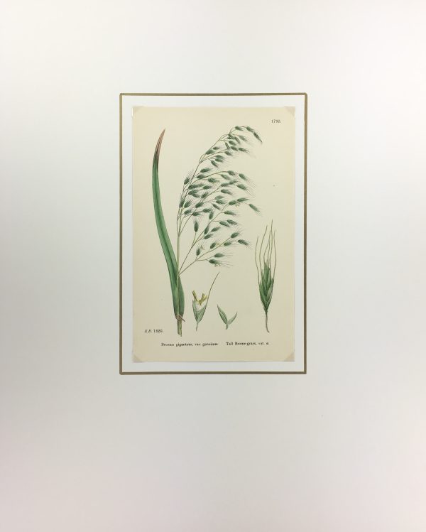 Botanical Print - Grass, E. B., c.1870