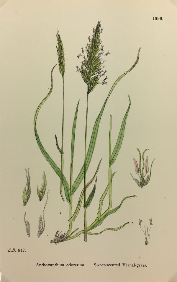 Botanical Print - Grass, E. B., c.1870
