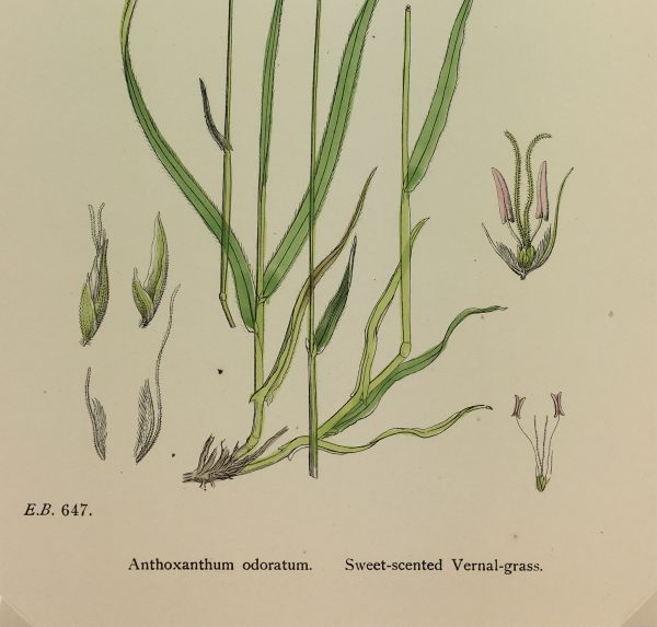 Botanical Print - Grass, E. B., c.1870