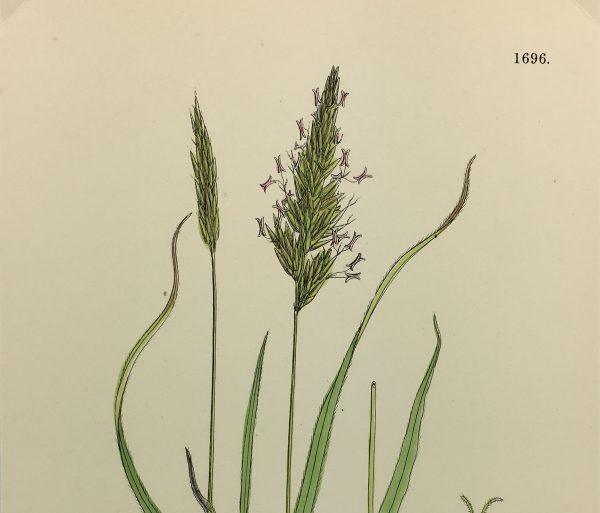 Botanical Print - Grass, E. B., c.1870
