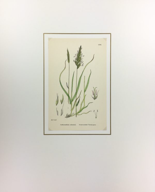 Botanical Print - Grass, E. B., c.1870