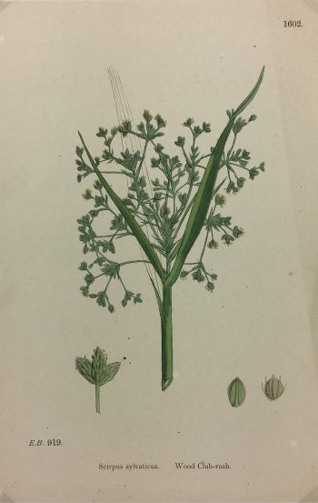 Botanical Print - Grass, E. B., c.1870