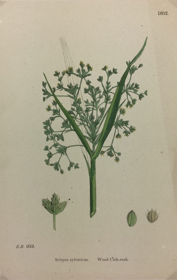 Botanical Print - Grass, E. B., c.1870