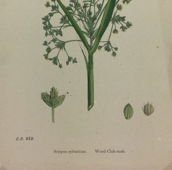Botanical Print - Grass, E. B., c.1870