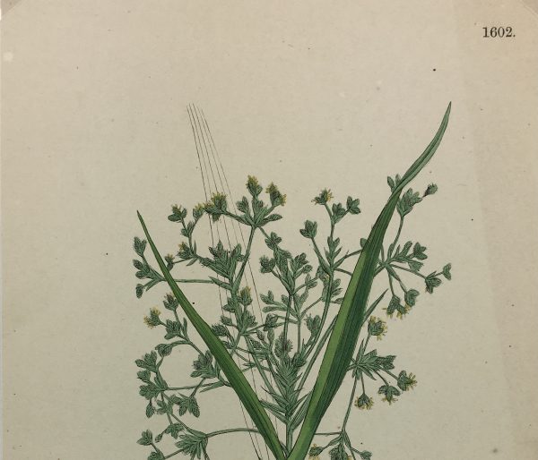 Botanical Print - Grass, E. B., c.1870