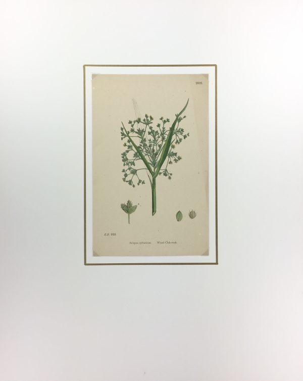 Botanical Print - Grass, E. B., c.1870