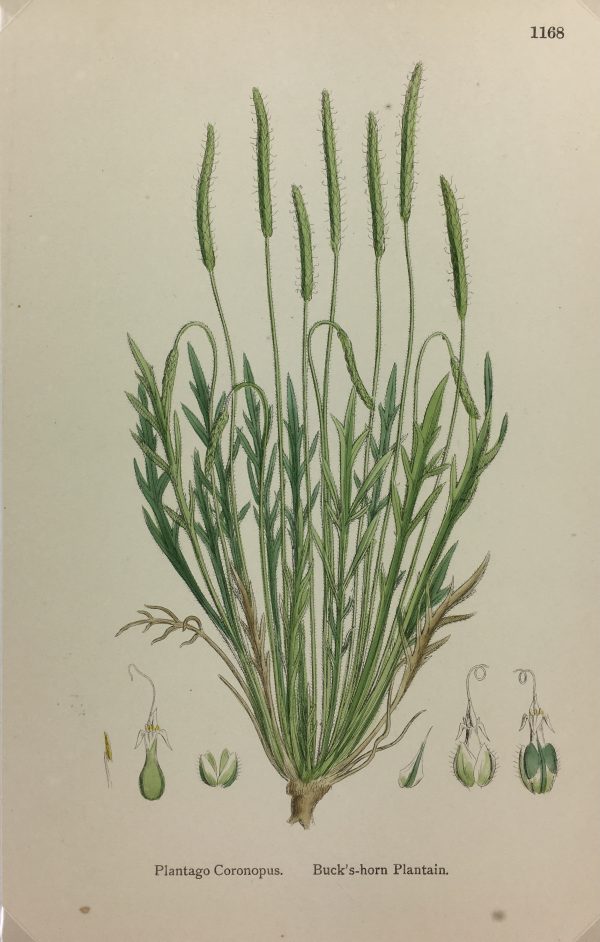 Botanical Print - Grass, E. B., c.1870