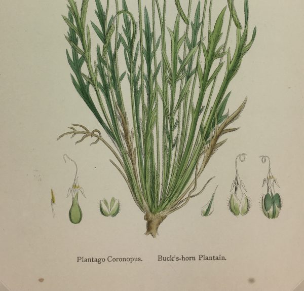 Botanical Print - Grass, E. B., c.1870
