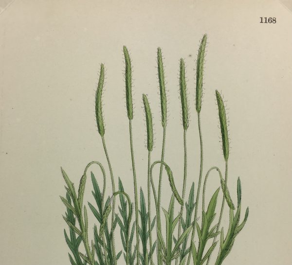 Botanical Print - Grass, E. B., c.1870