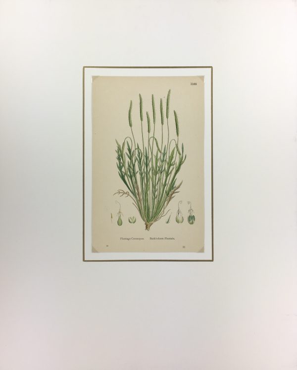Botanical Print - Grass, E. B., c.1870