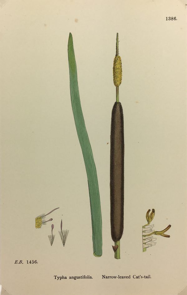 Botanical Print - Grass, E. B., c.1870