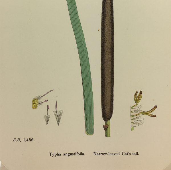 Botanical Print - Grass, E. B., c.1870