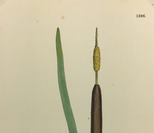 Botanical Print - Grass, E. B., c.1870