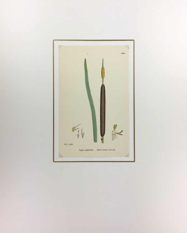Botanical Print - Grass, E. B., c.1870