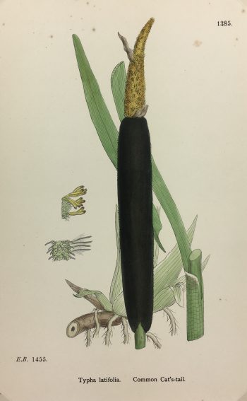 Botanical Print - Grass, E. B., c.1870