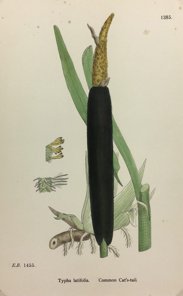 Botanical Print - Grass, E. B., c.1870