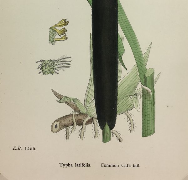 Botanical Print - Grass, E. B., c.1870