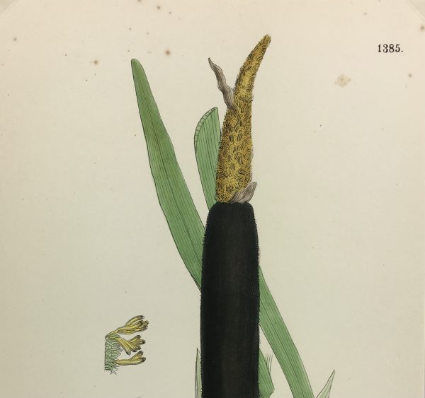 Botanical Print - Grass, E. B., c.1870