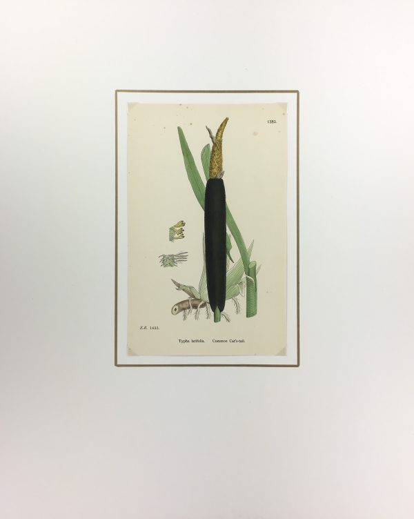 Botanical Print - Grass, E. B., c.1870