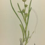 Botanical Print - Grass, E. B., c.1870