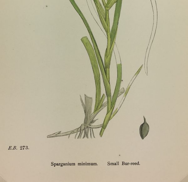 Botanical Print - Grass, E. B., c.1870