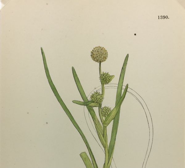 Botanical Print - Grass, E. B., c.1870