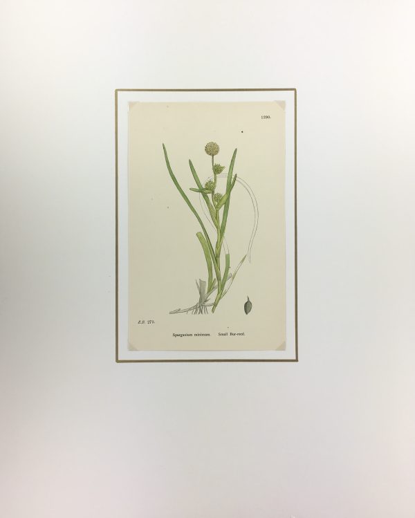 Botanical Print - Grass, E. B., c.1870