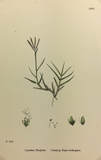 Botanical Print - Grass, E. B., c.1870