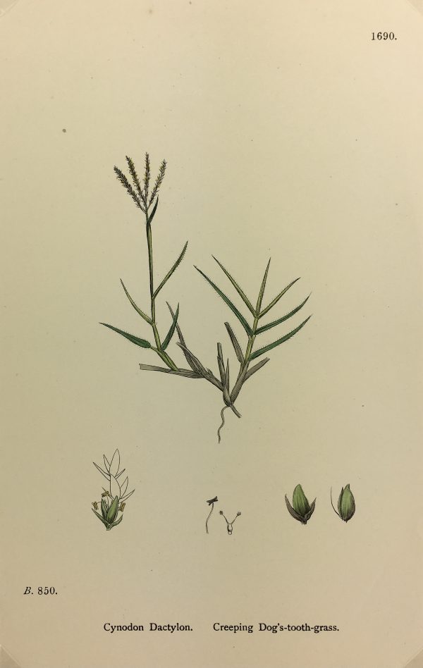 Botanical Print - Grass, E. B., c.1870