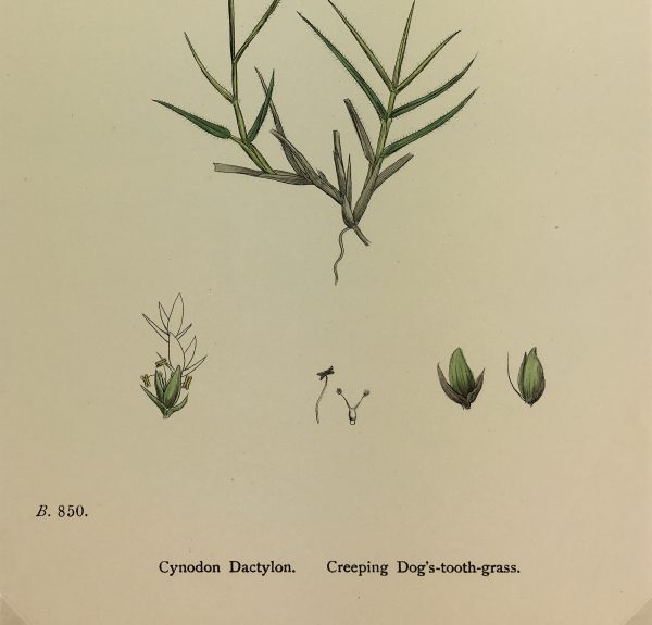 Botanical Print - Grass, E. B., c.1870