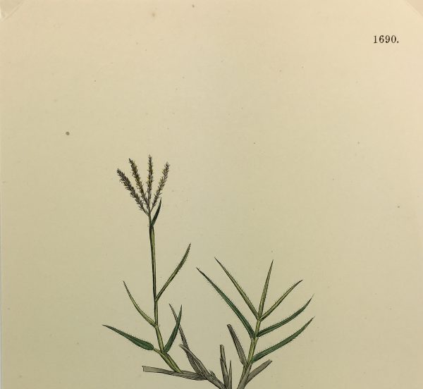 Botanical Print - Grass, E. B., c.1870