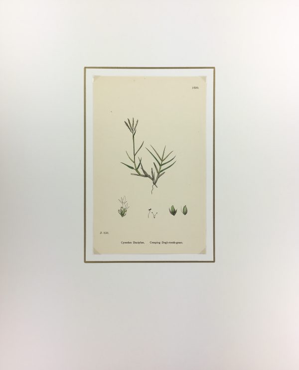 Botanical Print - Grass, E. B., c.1870