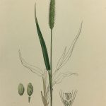 Botanical Print - Grass, E. B., c.1870