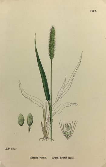 Botanical Print - Grass, E. B., c.1870