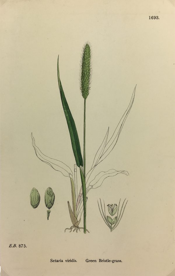 Botanical Print - Grass, E. B., c.1870