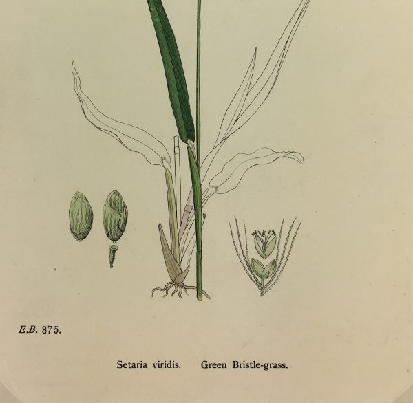 Botanical Print - Grass, E. B., c.1870