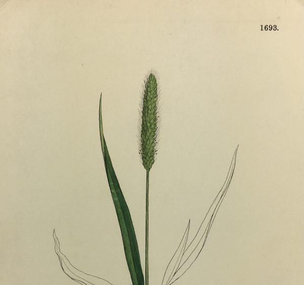 Botanical Print - Grass, E. B., c.1870