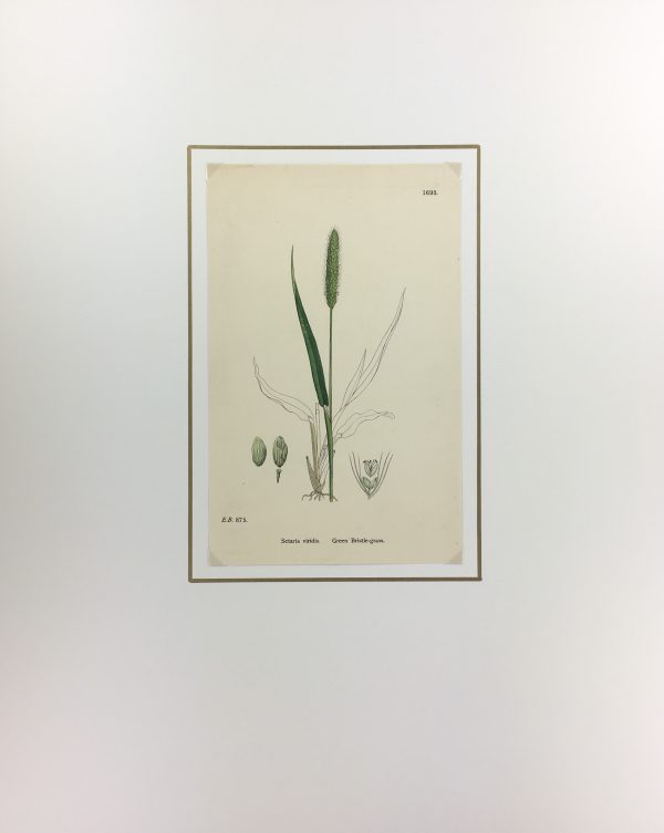 Botanical Print - Grass, E. B., c.1870