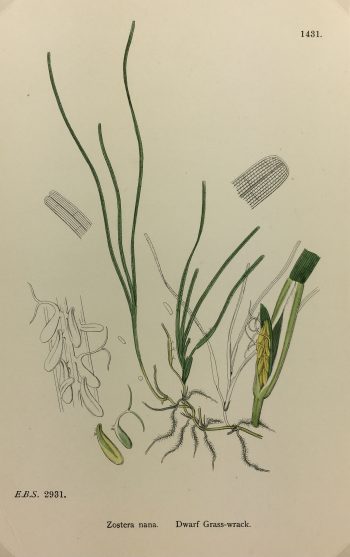 Botanical Print - Grass, E. B., c.1870