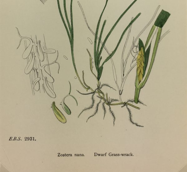 Botanical Print - Grass, E. B., c.1870