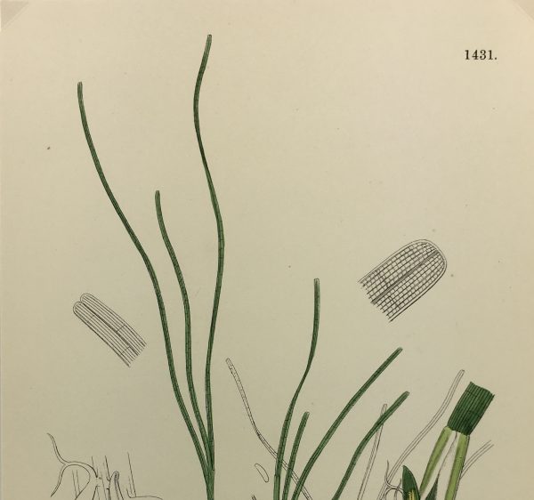 Botanical Print - Grass, E. B., c.1870