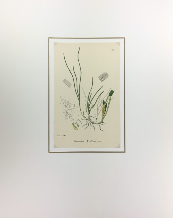 Botanical Print - Grass, E. B., c.1870
