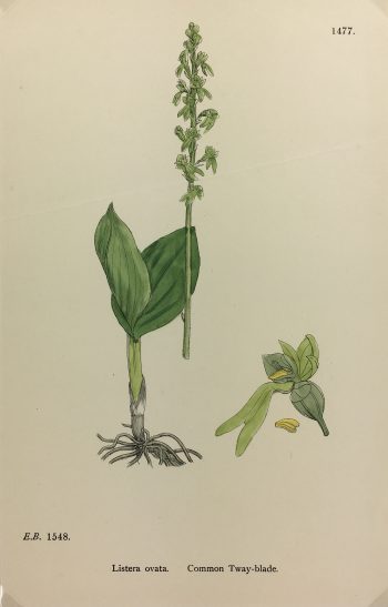 Botanical Print - Grass, E. B., c.1870