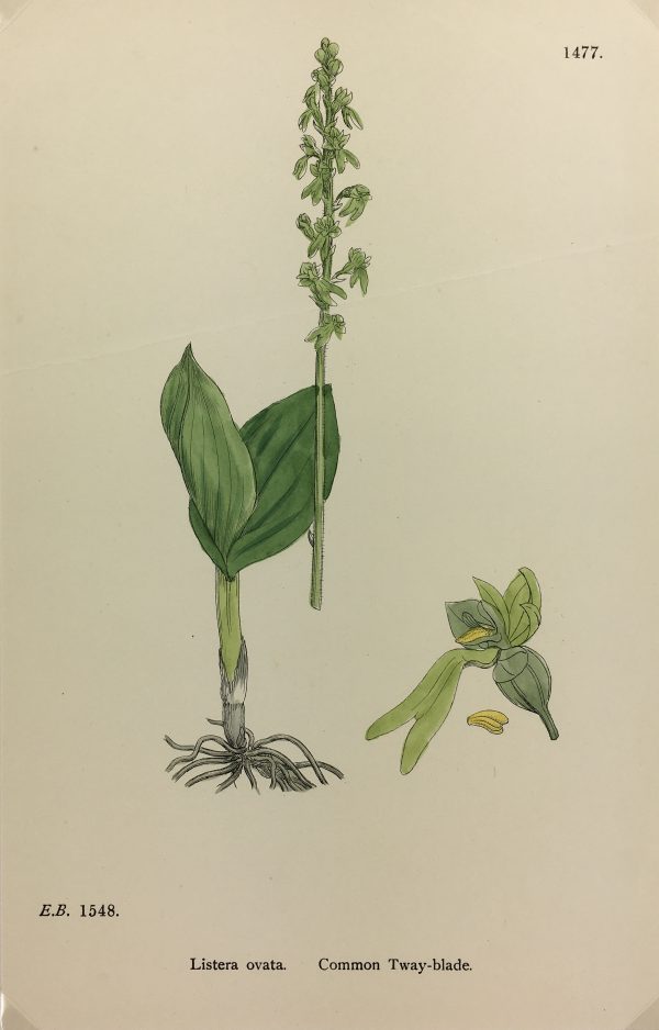 Botanical Print - Grass, E. B., c.1870