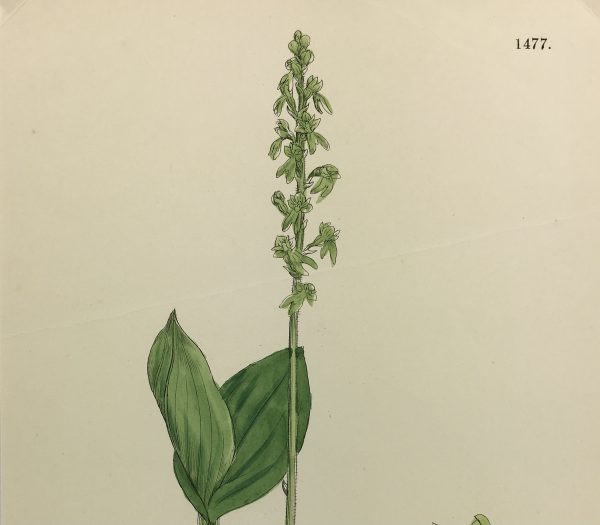 Botanical Print - Grass, E. B., c.1870